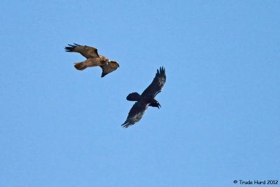 We all know what the Red-tailed Hawk said about this encounter!