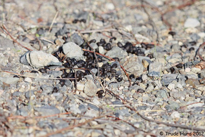 I knew Mule Deer were present by their evidence