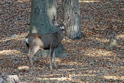 While driving from the park, I saw a Mule Deer!