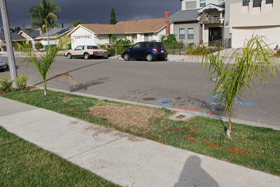 Notice water meter upraised.  Roots began sprouting everywhere.