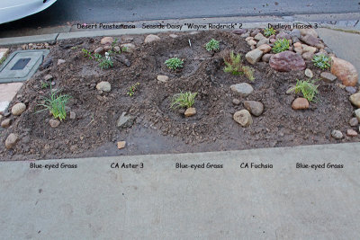 I selected Calif native plants that take low water, full sun, low height, present year-round, and variety flower colors