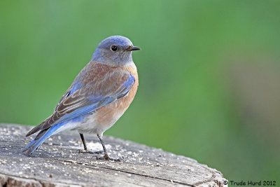 bluebirds_at_end_of_year