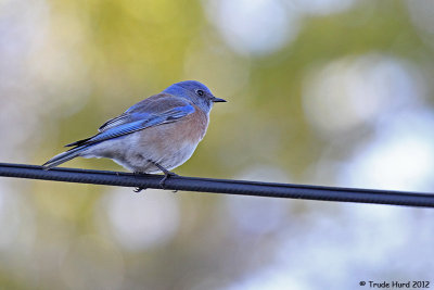 Male hung out on telephone line 