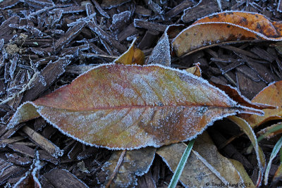 Frost on peach tree leaves
