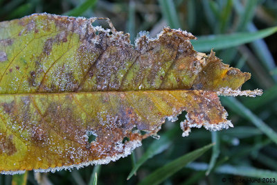 Frost on peach tree leaves