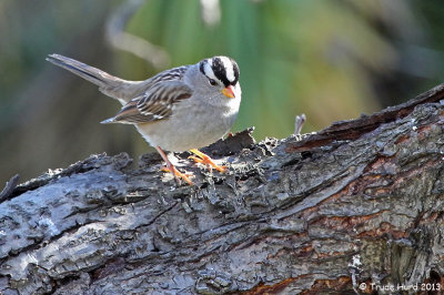 White-crowned Sparrow hungry from cold nights