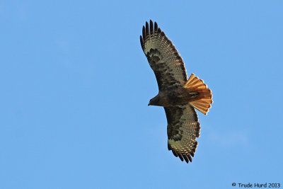 Greeted by Red-tailed Hawk