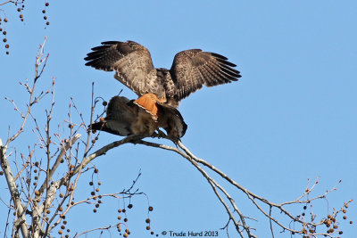 Red-tailed Hawks mating on sycamore