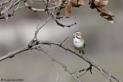 Lark Sparrow