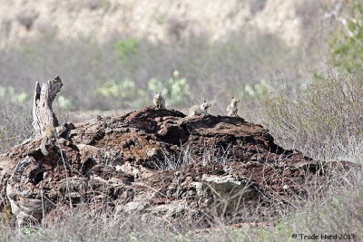 Over 30 ground squirrels in a field