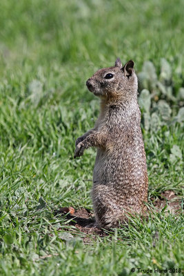 Ground Squirrel sentry on lookout for predators
