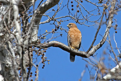 Predators like this Red-shouldered Hawk