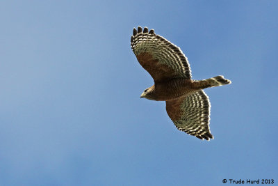 Red-shouldered Hawk 