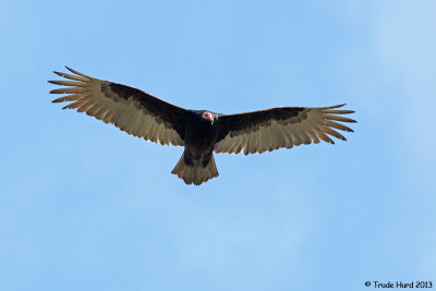 Turkey Vulture