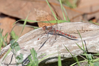 Variegated Meadowhawk sunning on rock