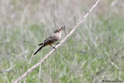 Say's Phoebe eat insect 