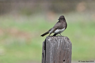 Black Phoebe