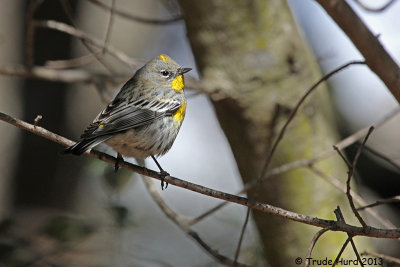 Yellow-rumped Warbler 