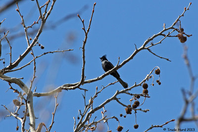 Phainopepla 