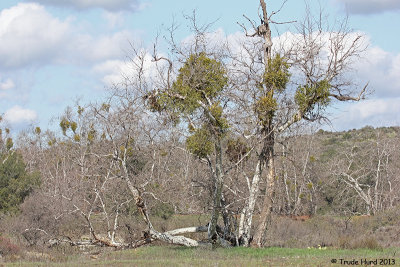 Easy to see Mistletoe on sycamore in winter!