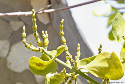 Mistletoe Flowers ?