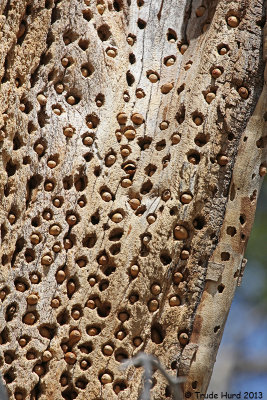 Acorn granery from Acorn Woodpecker