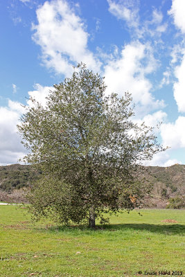 Coast live oak