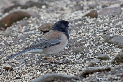 Dark-eyed Junco at nature center feeders