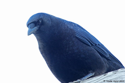 Crow scared all the songbirds at the feeders