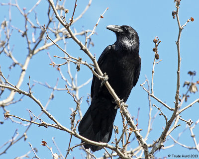 Common Raven