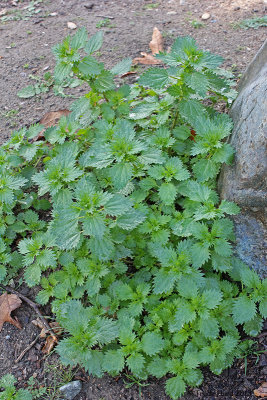 Along the way are obstacles like stinging nettle for those who travel barefoot