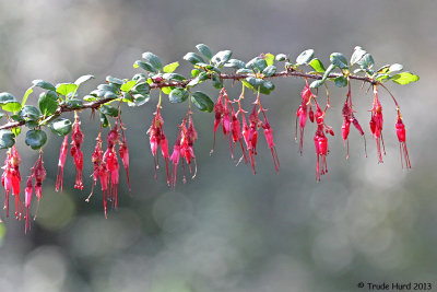 spring_at_tree_of_life_nursery_2013