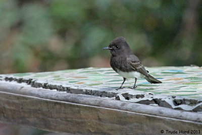 Black Phoebe also flying after insects