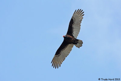 Turkey Vulture NOT flying after insects