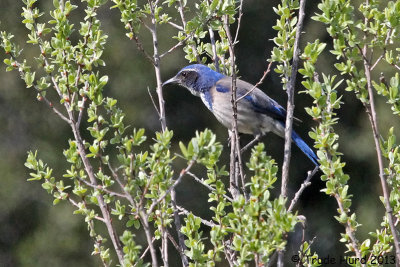 Bluebird, NOT (Western Scrub-jay)