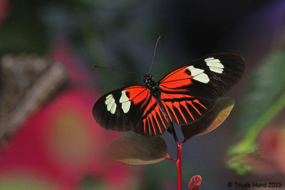 We love photographing butterflies each year at the Butterfly Jungle!
