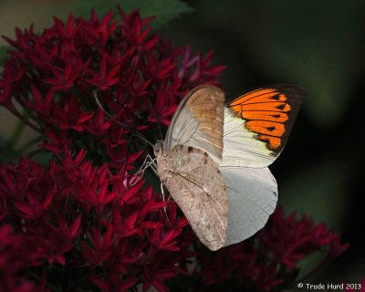Orange County has a similar Orangetip Butterfly