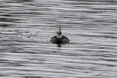 Long-tailed Duck
