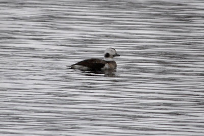 Long-tailed Duck