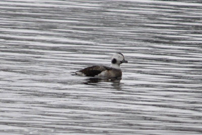 Long-tailed Duck