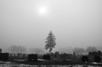 Cemetery Pine in Fog
