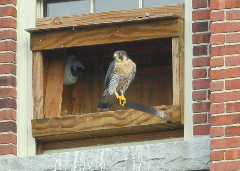 Peregrine adult, female on nestbox perch