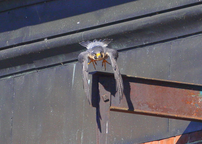 Peregrine adult taking flight