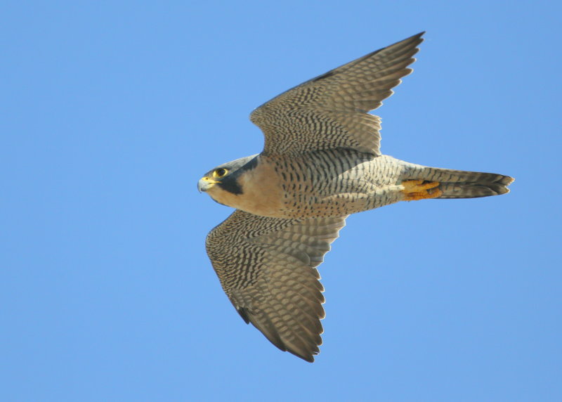 Peregrine adult, flight mode