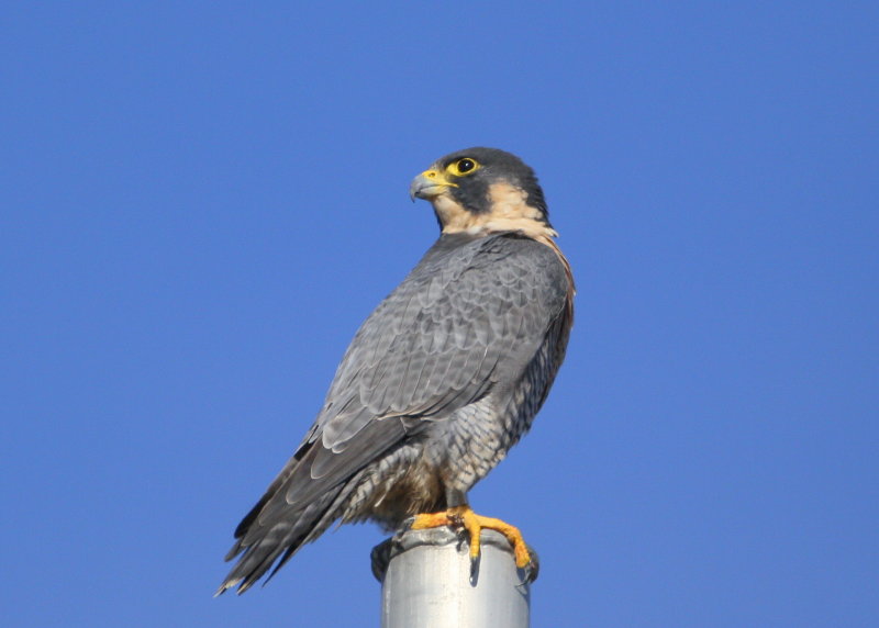 Peregrine adult perched Nstar