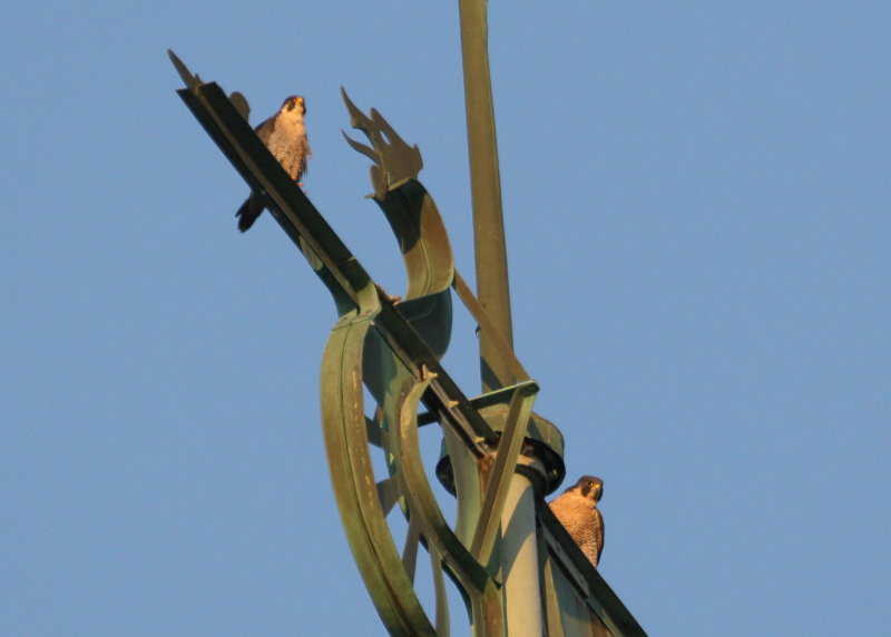 Peregrine adults perched atop Viking boat weathervane