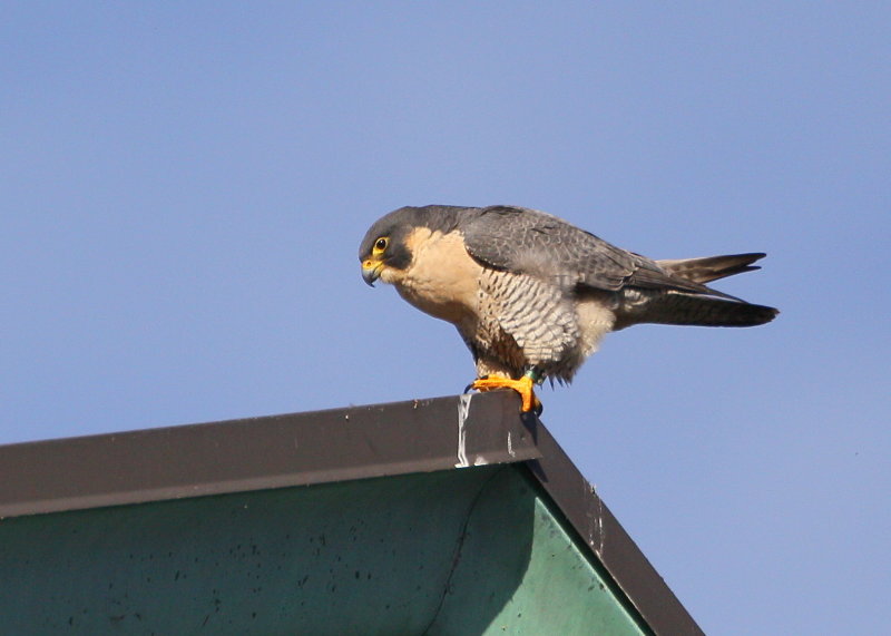 Peregrine atop the roof