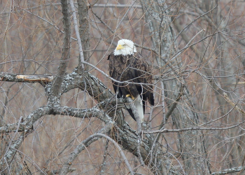 Bald Eagle, adult