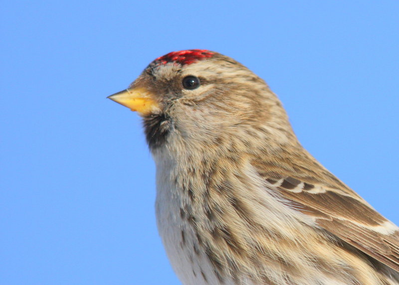 Common Redpoll