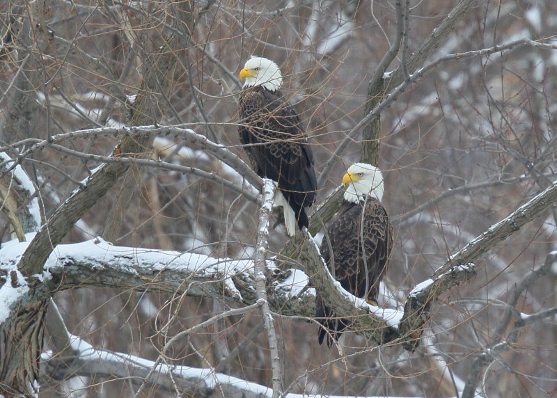 Bald eagle, adults